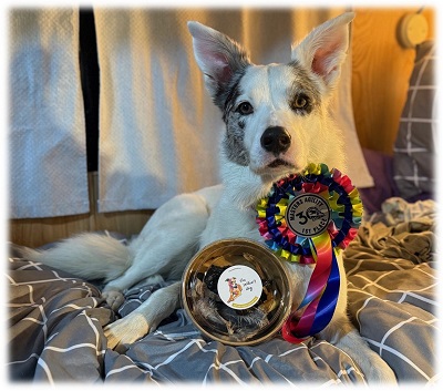 Arctic with rosette and treats