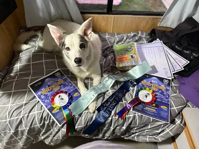 Arctic with a host of awards