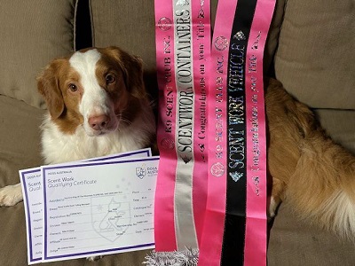 Pico with ribbons and certificates